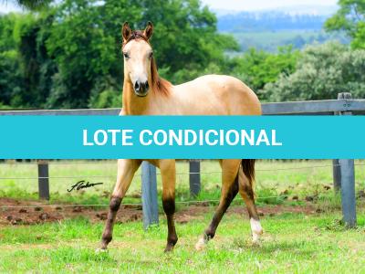 LOTE 007 - SHINER LITTLE CIELO