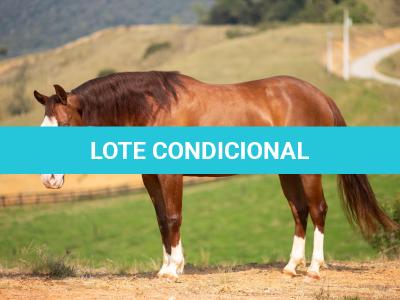 LOTE 002 - MIALENA GUN H2M (VENTRE LIVRE)