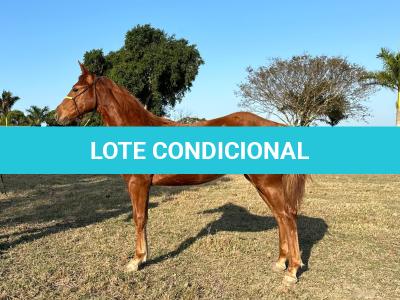 LOTE 014 - HYDRIVE BOY