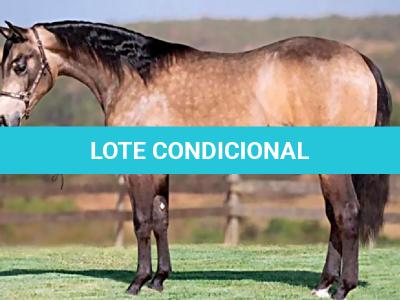 LOTE 004 - WIND PEROLA GUN