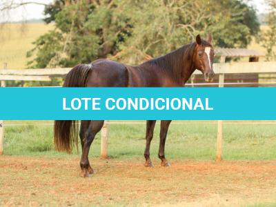 LOTE 001 - VICTORIA LENADOC ESF (2x1)