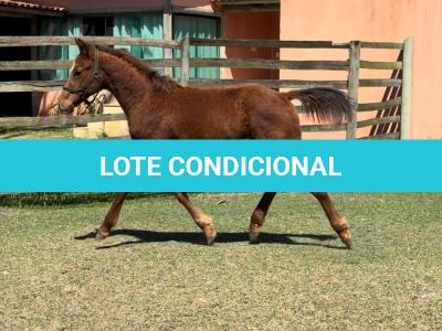 LOTE 007 - KING ROOSTER OLENA