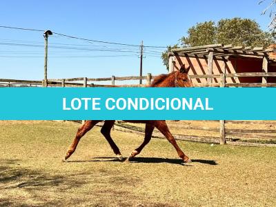 LOTE 007 - KING ROOSTER OLENA