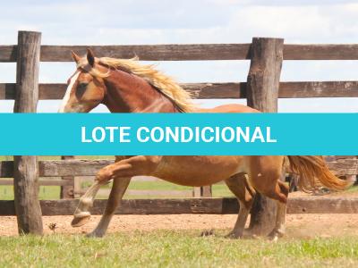LOTE 014 - BRUTOS