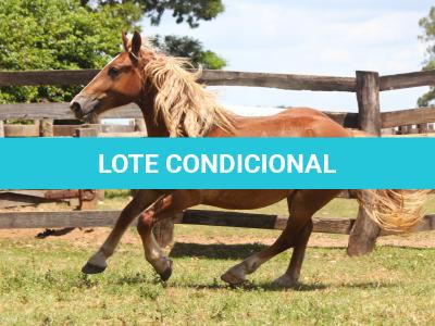 LOTE 007 - TERREMOTO