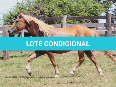 LOTE 017 - TREM BALA