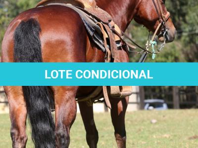 LOTE 019 - EMBRIÃO EFETIVADO - ALLOT PEP DUN IT x SUNSHINE REAL