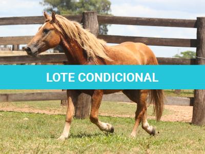 LOTE 017 - TREM BALA