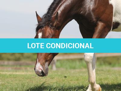 LOTE 006 - NAOMY TOP TOO CODY YBJ