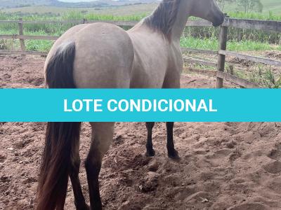 LOTE 021 - EMBRIÃO A EFETIVAR - ALICES GERRIE VT