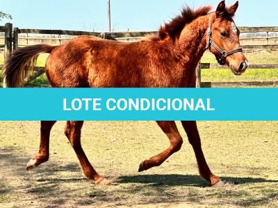 LOTE 007 - KING ROOSTER OLENA