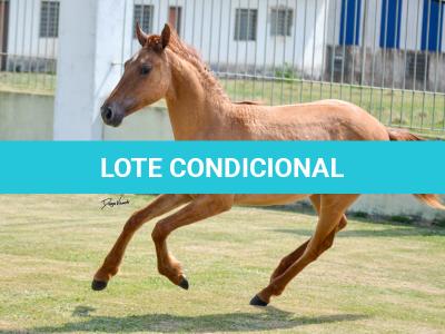 LOTE 009 - MAMA ZORRERO KEYS