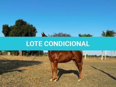 LOTE 014 - HYDRIVE BOY