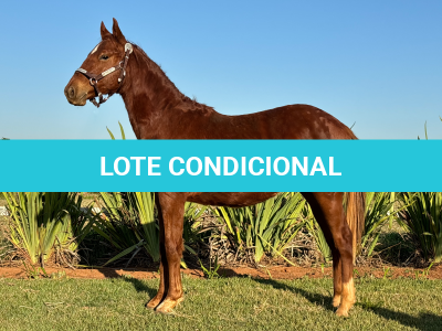 LOTE 017 - RAIMBOW KEYS JAY
