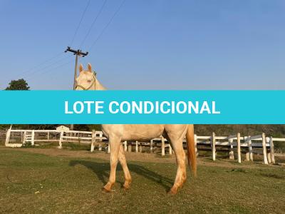 LOTE 016 - BUENO PEPPYS BOY LLB