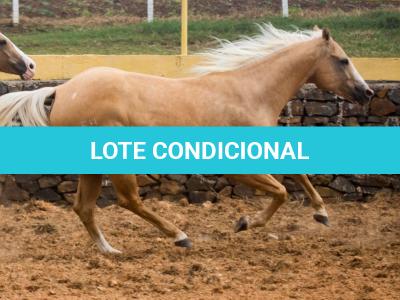 LOTE 016 - EXTRA DOS