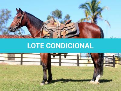 LOTE 019 - EMBRIÃO EFETIVADO - ALLOT PEP DUN IT x SUNSHINE REAL