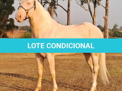 LOTE 019 - SHINERS HANCOCK