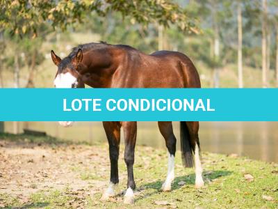 LOTE 020 - BEN STARLIGHT GUN
