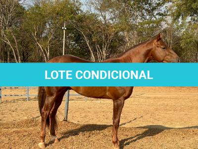 LOTE 005 - SPIRIT HANCOCK