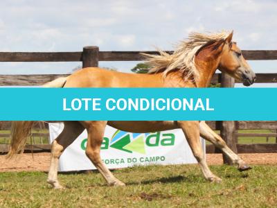 LOTE 004 - TIÃOZINHO