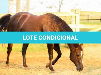LOTE 001 - VICTORIA LENADOC ESF (2x1)