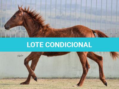LOTE 016 - JACK FLYER