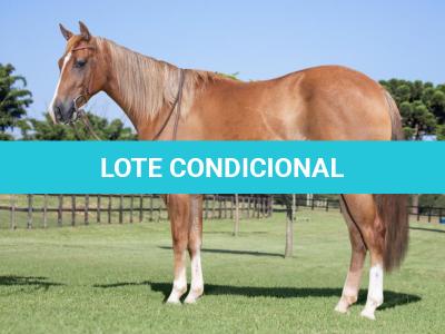 LOTE 002 - GUNNERS CHEX