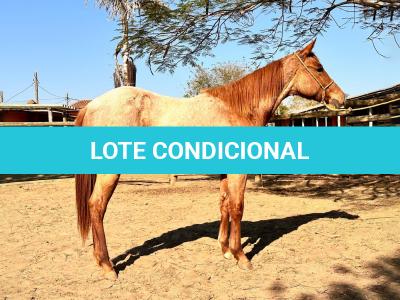 LOTE 010 - PRINCESS JAY KEYS
