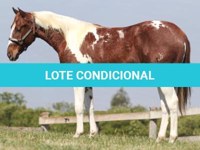 LOTE 008 - ROVER TARI CAT YBJ
