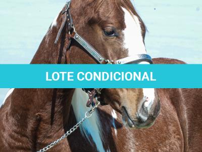 LOTE 008 - ROVER TARI CAT YBJ