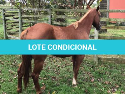 LOTE 008 - DYNA ROOSTER