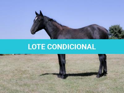 LOTE 011 - STORM SAN BELL RM