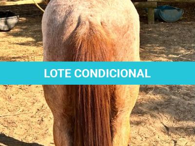 LOTE 010 - PRINCESS JAY KEYS