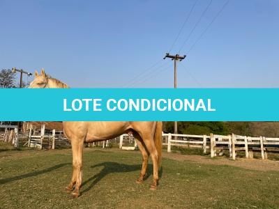 LOTE 016 - BUENO PEPPYS BOY LLB