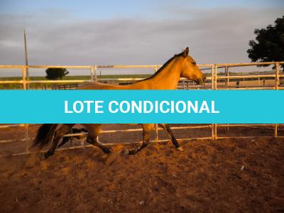 LOTE 014 - DAKOTA BARS LADY