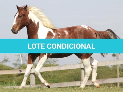LOTE 008 - ROVER TARI CAT YBJ