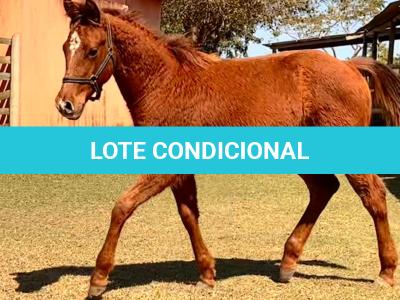 LOTE 007 - KING ROOSTER OLENA