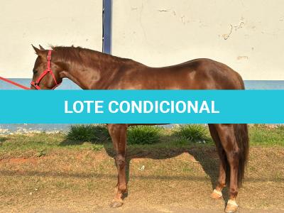LOTE 005 - SPIRIT HANCOCK