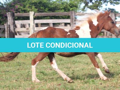 LOTE 010 - SUZI