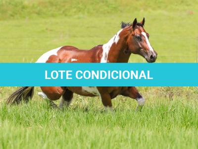 LOTE 013 - HILL TOPFLYER HSA