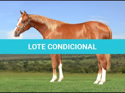 LOTE 012 - HELL BAYOU Z