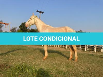 LOTE 016 - BUENO PEPPYS BOY LLB