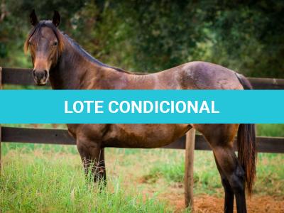 LOTE 005 - MAYA FLING STARLIGHT
