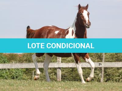 LOTE 008 - ROVER TARI CAT YBJ