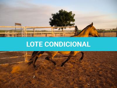 LOTE 014 - DAKOTA BARS LADY