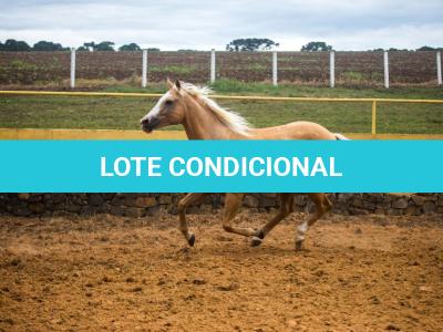 LOTE 016 - EXTRA DOS