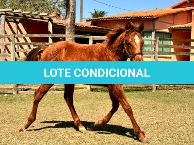 LOTE 007 - KING ROOSTER OLENA