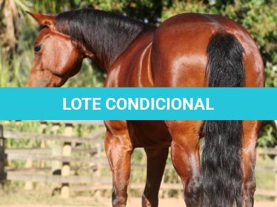 LOTE 019 - EMBRIÃO EFETIVADO - ALLOT PEP DUN IT x SUNSHINE REAL