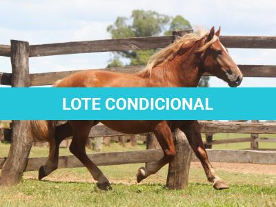 LOTE 009 - GALANTE